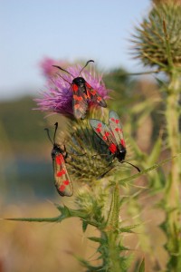 6-spot-burnet-moths
