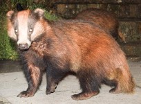 badgers1