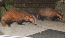 badgers2