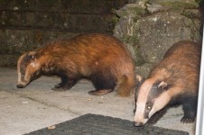 badgers3