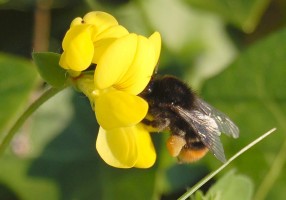 bee