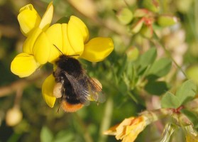 bee2