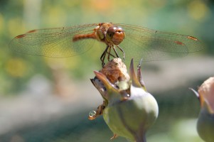 dragonfly-1