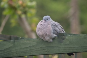 sleepy-pigeon1