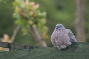 sleepy-pigeon2
