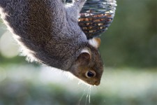 squirel&nuts-full