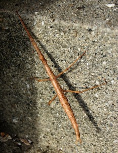 stick-insect