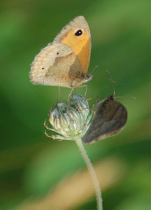 two-meadow-brown-butterflies